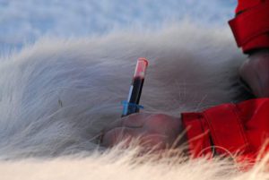 Blood from from tagged polar bears is an important media to study the effects of contaminants. Credit: Rune Dietz